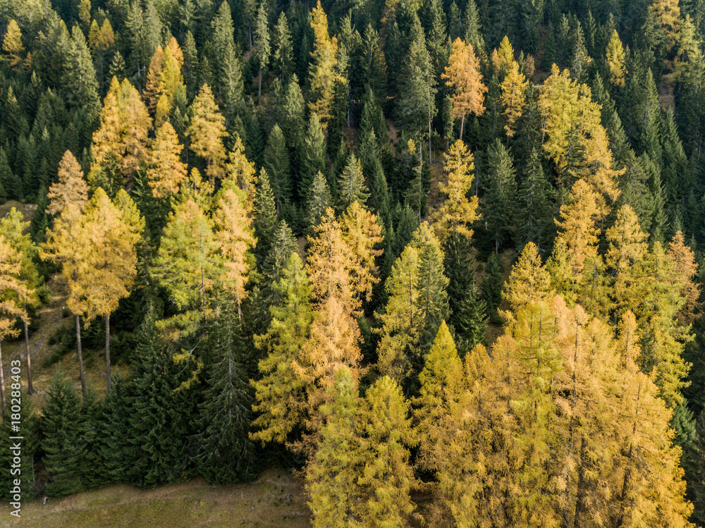 Aerial view of conifer trees in autumn forest. Spectacular colors in swiss mountain forest in sun light Aerial view of conifer trees in autumn forest. Spectacular colors in swiss mountain forest in sun light