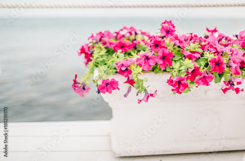 Flowers in white pot container © Mr. Music