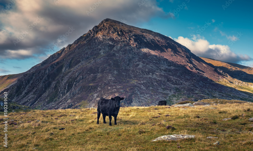 Black Catlle on Mountain Pastures in North Wales, UK