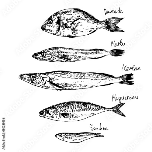 Set of fish.Hand drawn sketch. Vector illustration