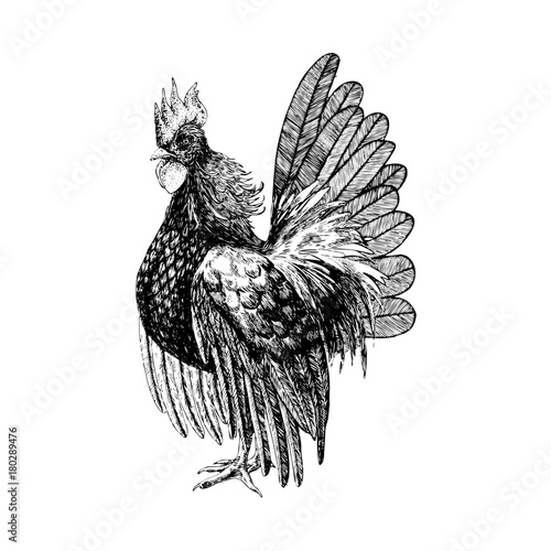 Obraz na plátně Rooster engraved. Hand drawn. Vector illustration