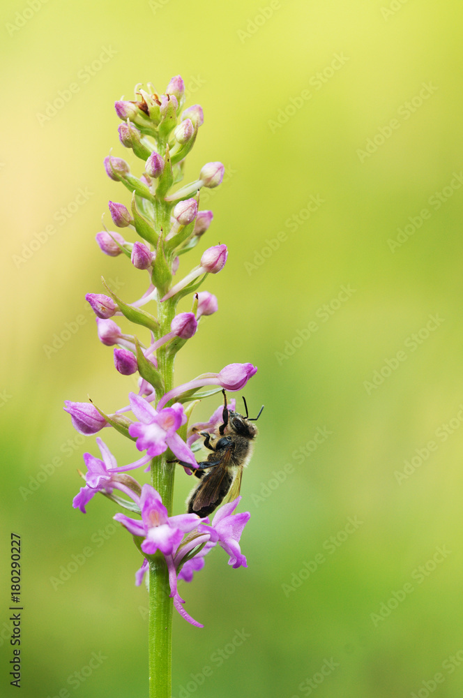 Bee on flower. Bee on flower.