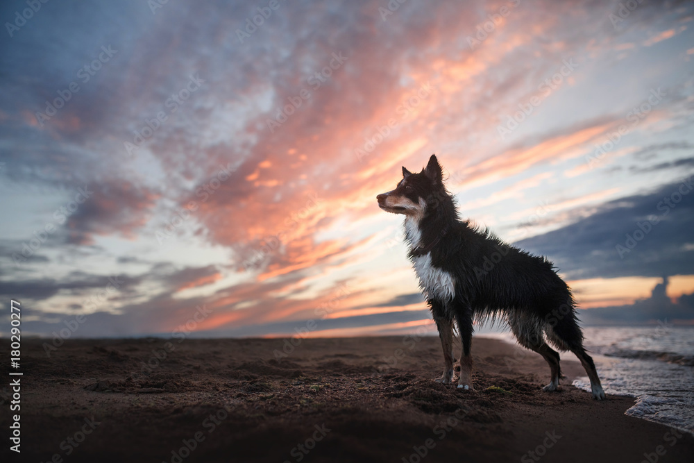 Dog border collie on the beach Dog border collie on the beach