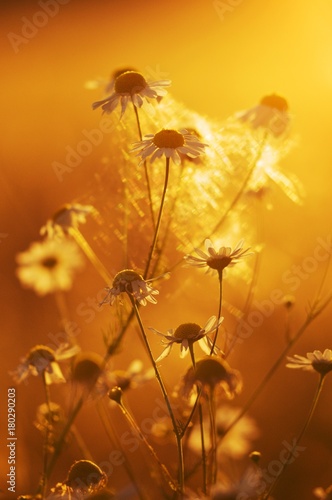 Chamomile flowers in the evening sun.