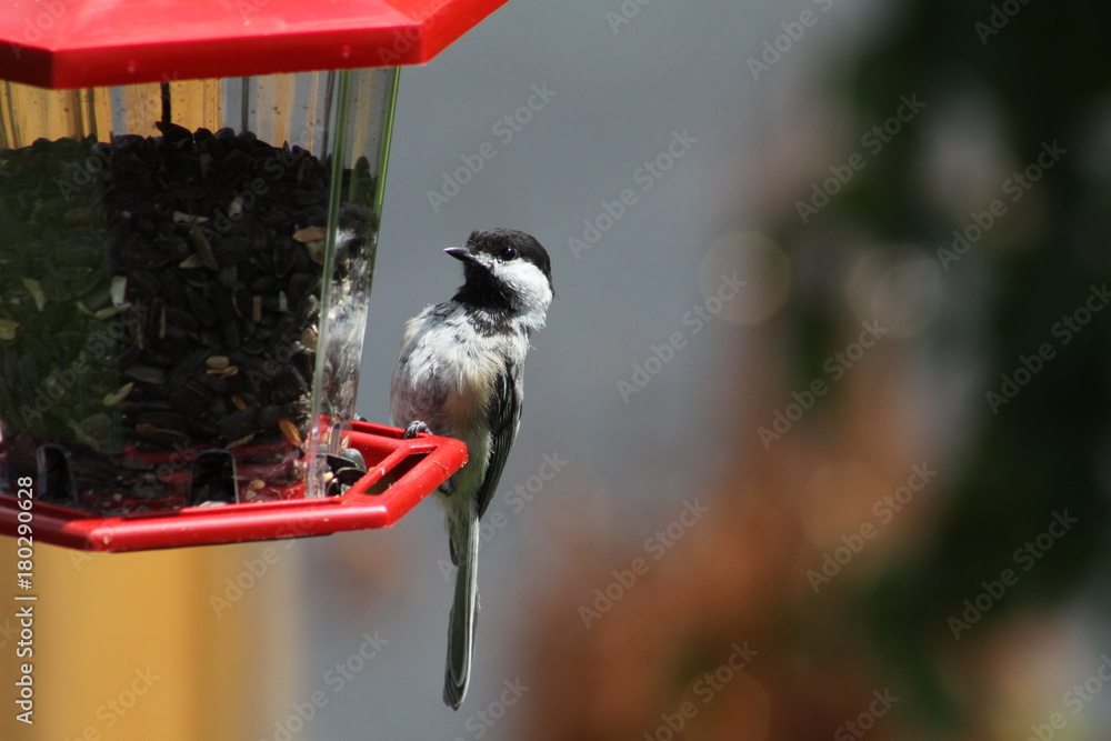 Naklejka premium Black-capped Chickadee (Poecile atricapillus) on a back yard bird feeder. It is a small, nonmigratory, North American songbird. 