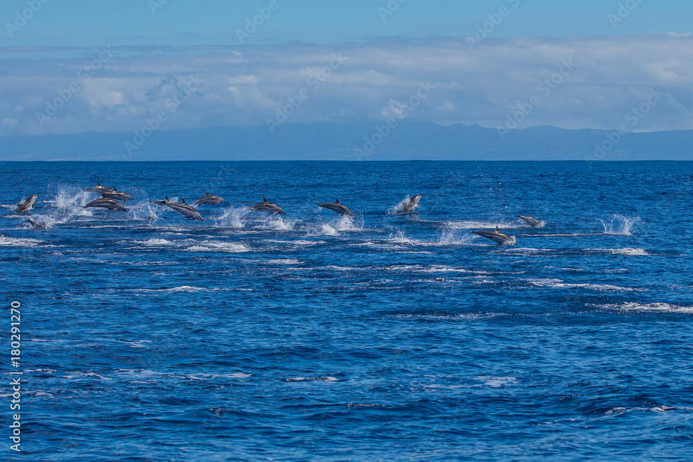 Pod of dolphins traveling in the ocean Pod of dolphins traveling in the ocean