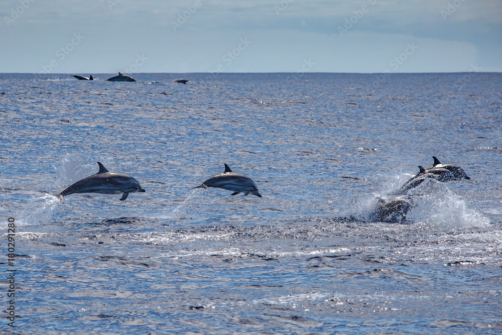 Fototapeta premium Pod of dolphins traveling in the ocean