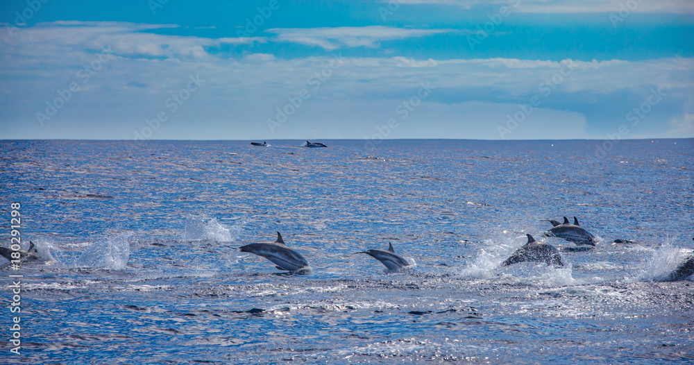 Fototapeta premium Pod of dolphins traveling in the ocean