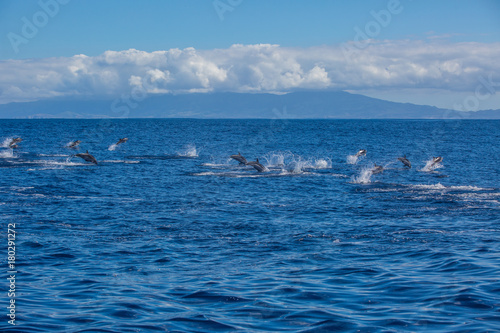 Pod of dolphins traveling in the ocean