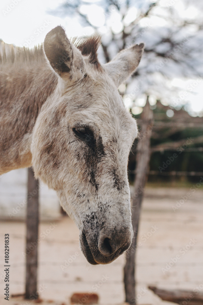 Fototapeta premium Portrait of the donkey's face