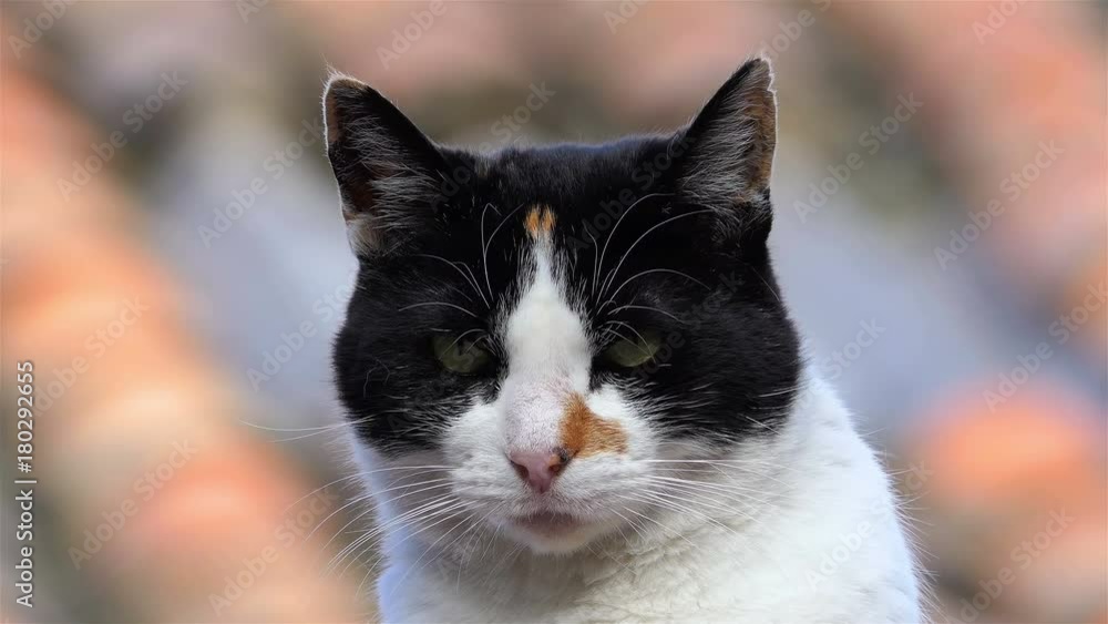 Angry cat with unhappy expression. close up cat face full hd and 4k. Cat on a shed roof with copy space. Wildlife and Animals background. Cat looking to the camera with angry face. Angry cat with unhappy expression. close up cat face full hd and 4k. Cat on a shed roof with copy space. Wildlife and Animals background. Cat looking to the camera with angry face.