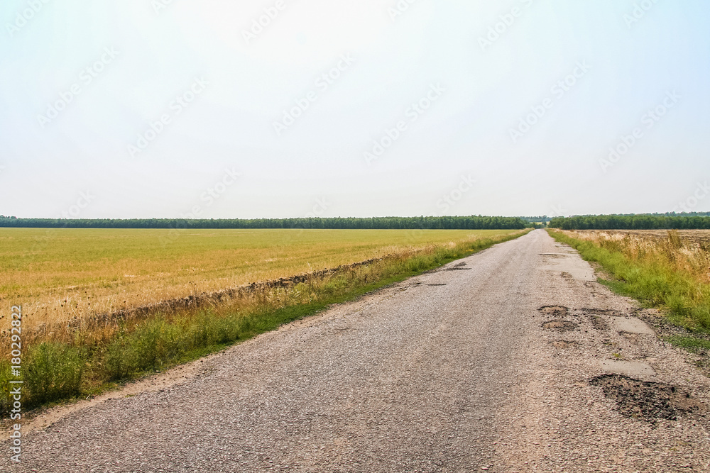 A dirt road along a sheltered forest belt