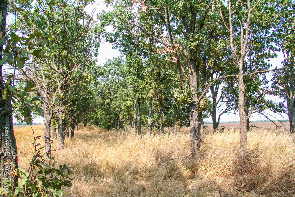 Field protection forest in the Ukrainian steppe Field protection forest in the Ukrainian steppe