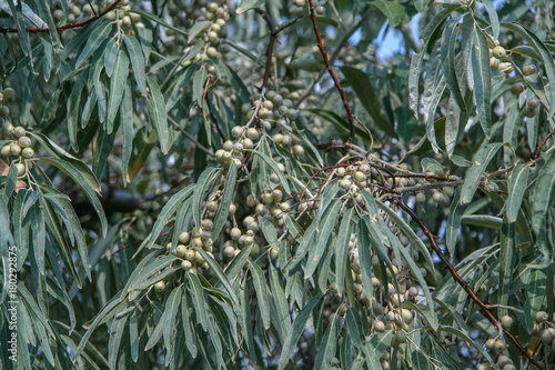 Loch angustifolia (Latin Elaegnus angustifolia)