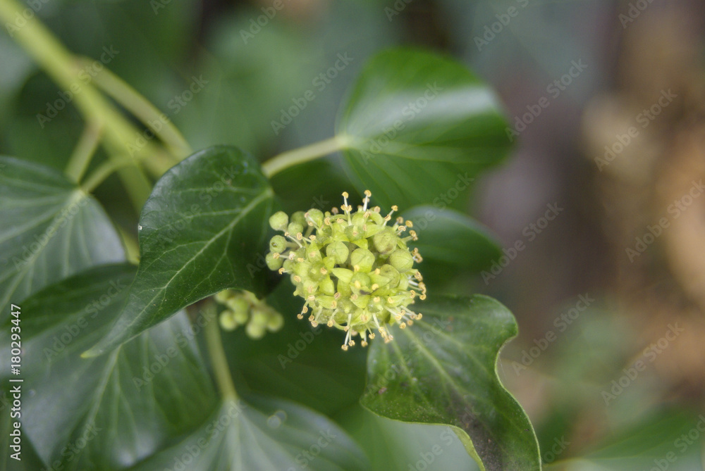 Obraz premium flowering ivy