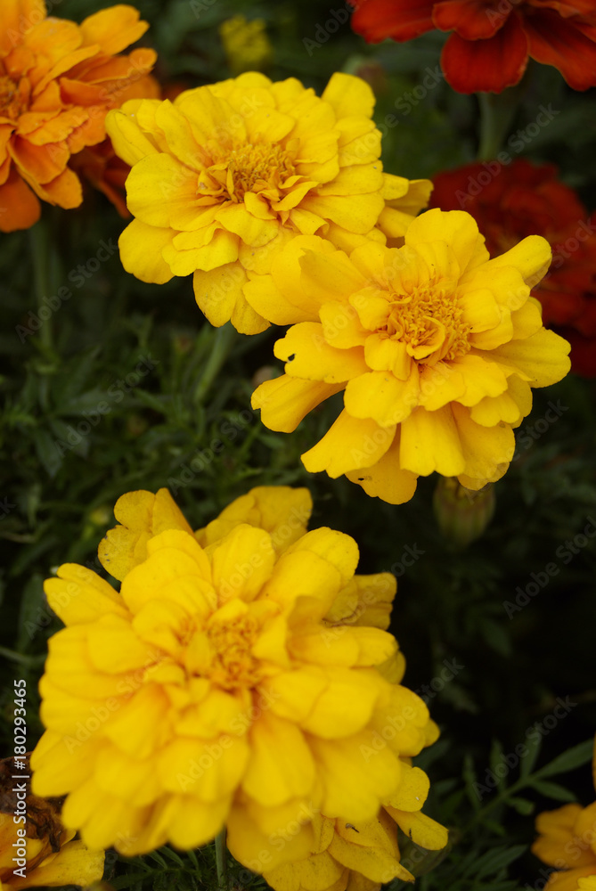 yellow yellow