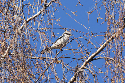 Great grey shrike sitting on birch tree branches. Bird in wildlife.