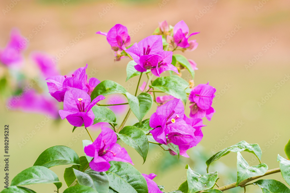Beautiful flowers on a blurred background, Louangphabang, Laos. Close-up.
