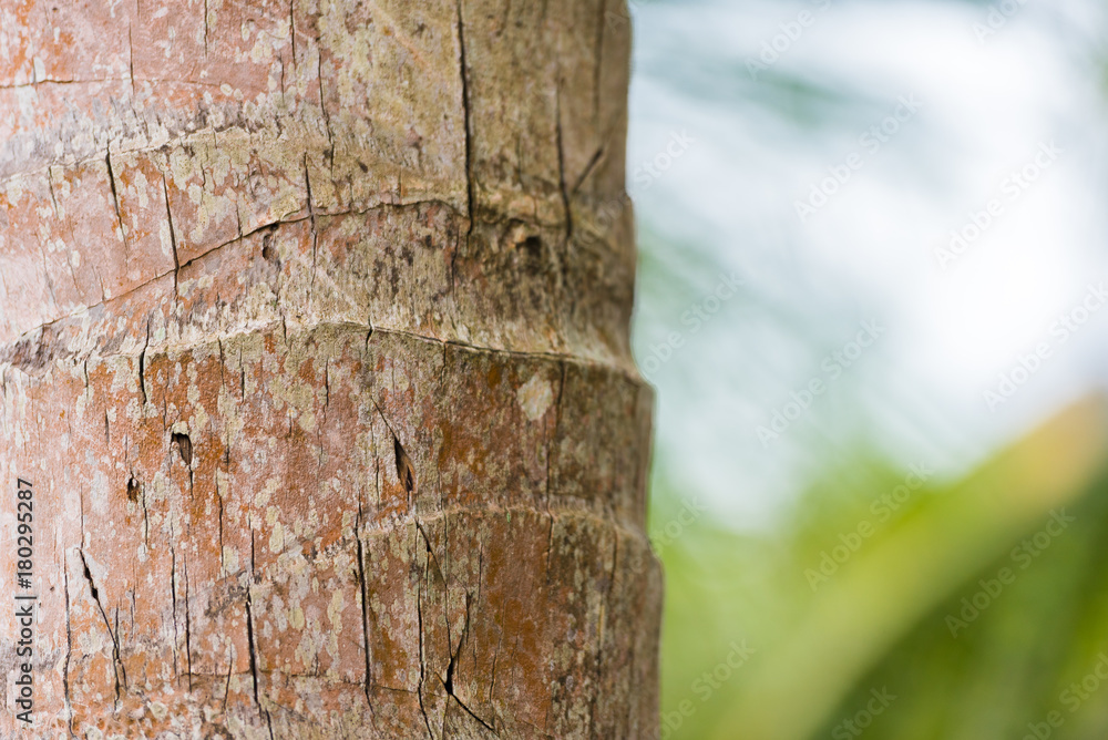 The trunk of a coconut tree in Louangphabang, Laos. Close-up. The trunk of a coconut tree in Louangphabang, Laos. Close-up.