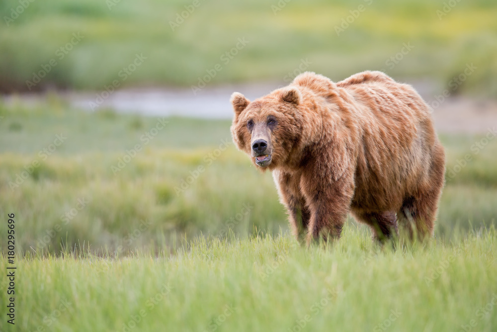 Brown bear looking up in the meadow in Alaska Brown bear looking up in the meadow in Alaska