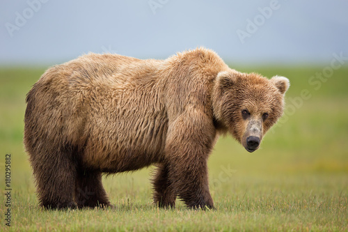 Portrait of brown bear standing on grassy landscape