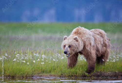 Brown bear eating meadow grass with wild flowers in Alaska photo