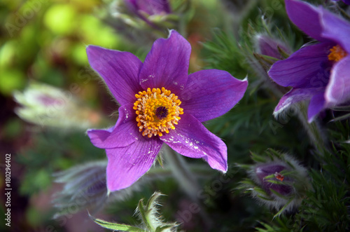 Purple Pasque Flower