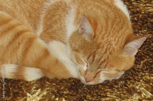 Sleeping cat on the golden carpet photo