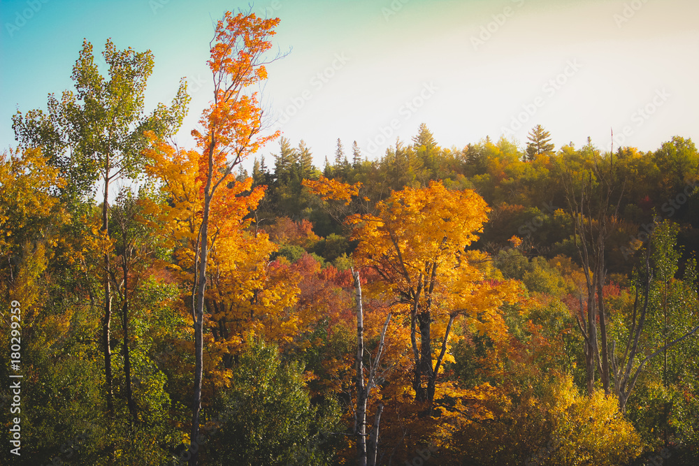 Fototapeta premium Mont Tremblant Fall Foliage