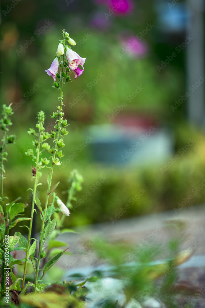 Fingerhut, Giftpflanze im Garten Fingerhut, Giftpflanze im Garten