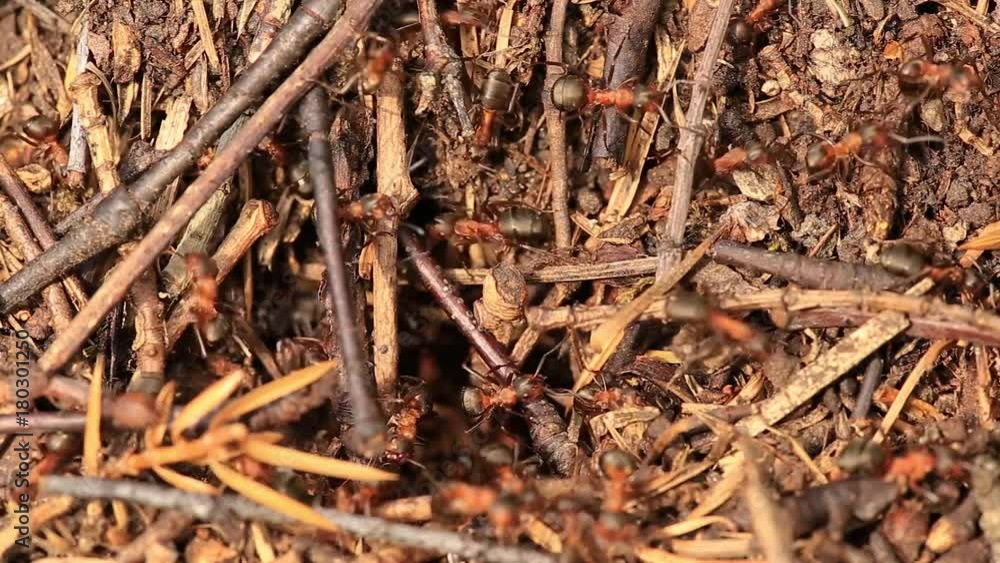 Red wood ants in their ant-hill Red wood ants in their ant-hill