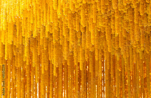 Fototapeta Naklejka Na Ścianę i Meble -  Yellow marigold flower background