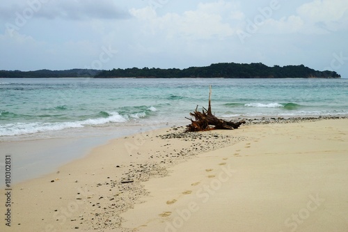 Snag on the sand beach of Isla Bajo Boyarena, San Miguel, Panama