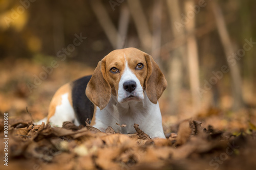 Beagle dog portrait in the autumn forest © Lunja