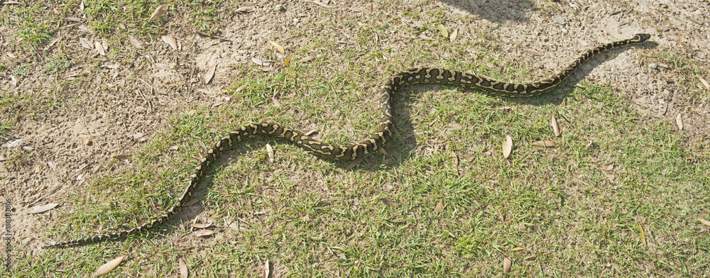 Obraz premium long carpet python