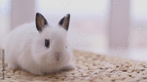 Little cute decorative rabbits in photo studio