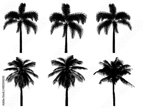 silhouette coconut tree  Isolated on white background