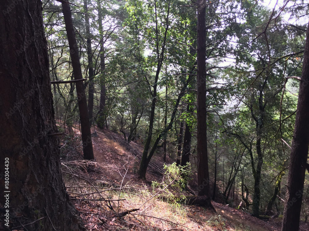 Fototapeta premium Austin Creek State Recreation Area - park encompassing an isolated wilderness area. Its includes ravines, grassy hillsides, oak-capped knolls, and rocky summits offering glimpses offering glimpses.