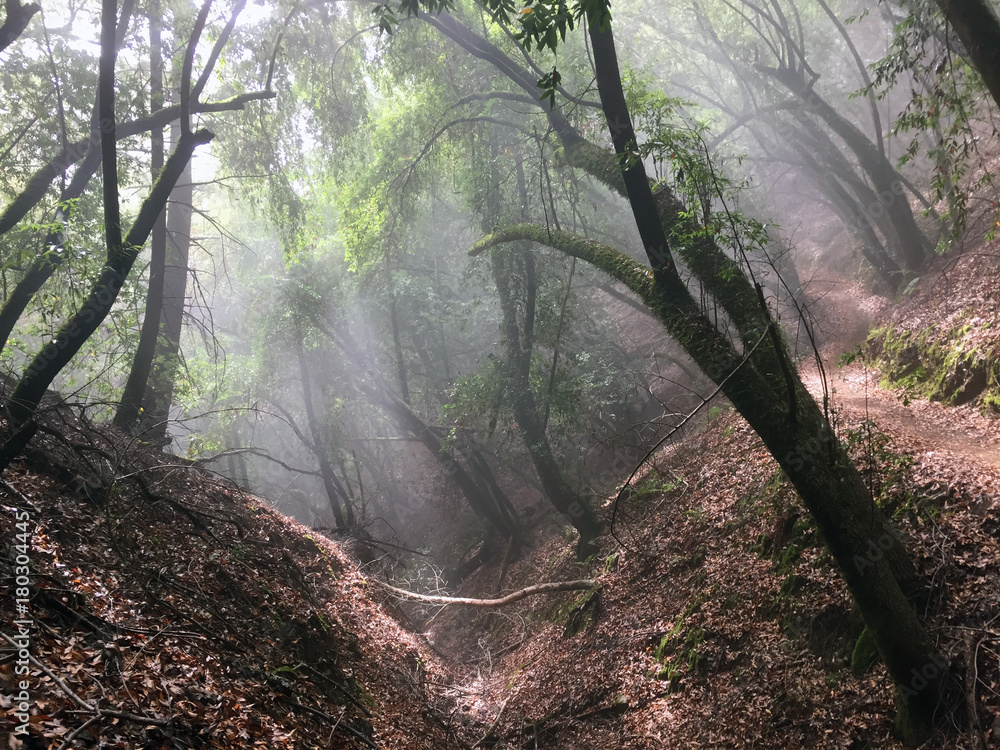 Obraz premium Austin Creek State Recreation Area - park encompassing an isolated wilderness area. Its includes ravines, grassy hillsides, oak-capped knolls, and rocky summits offering glimpses offering glimpses.