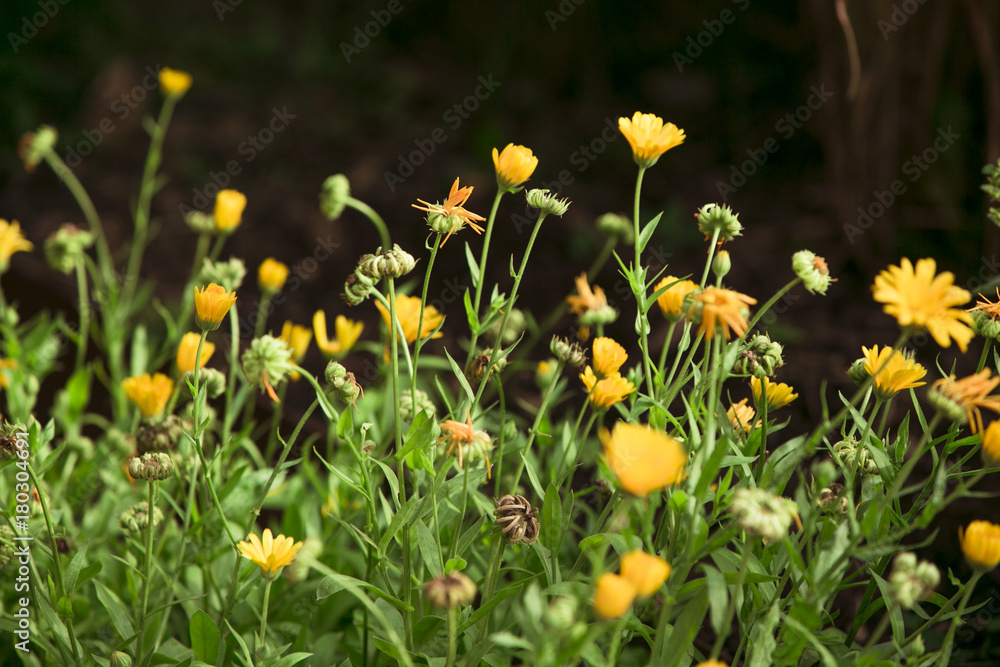Fototapeta premium Ringelblume, Calendula
