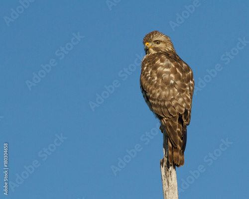 Broad-winged Hawk