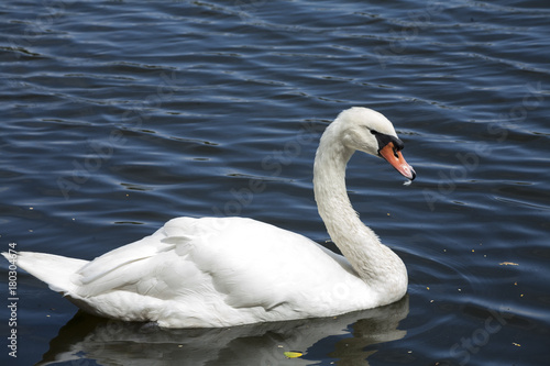 White swan / White swan lake