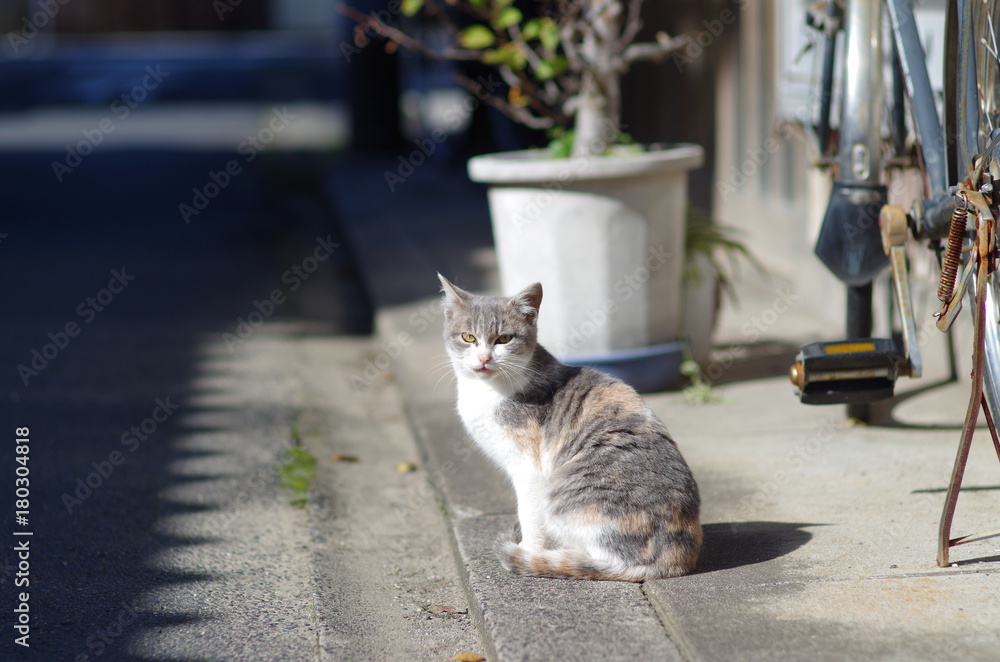 Naklejka premium 猫