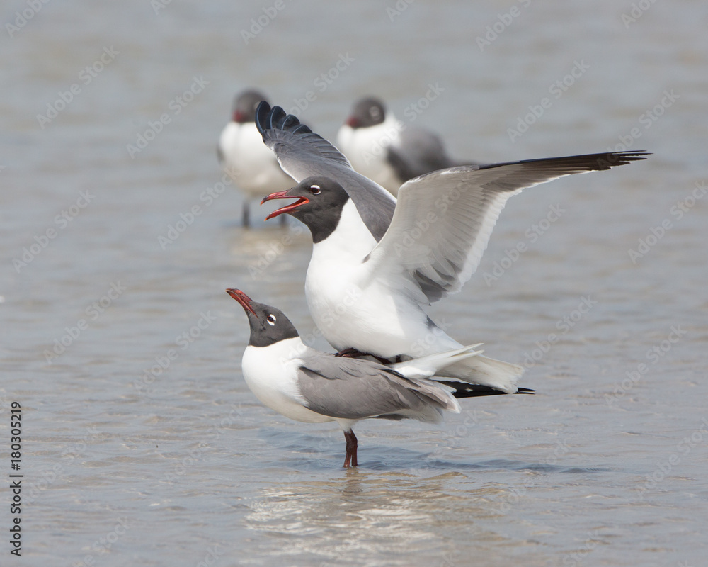 Obraz premium Laughing Gull