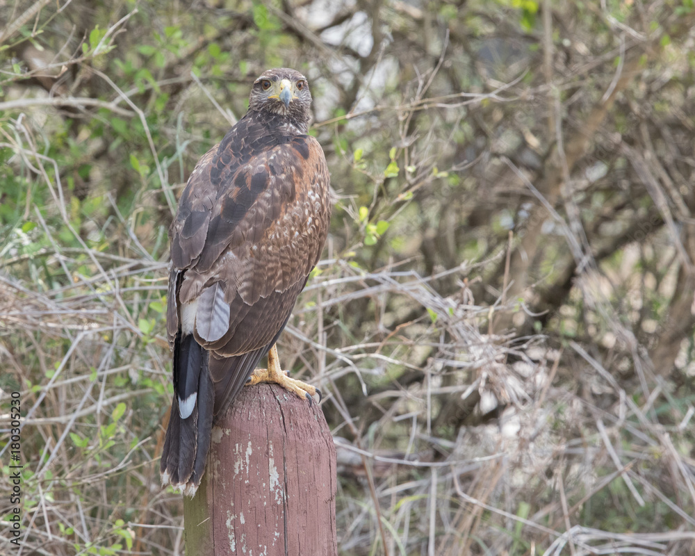 Harris's Hawk Harris's Hawk