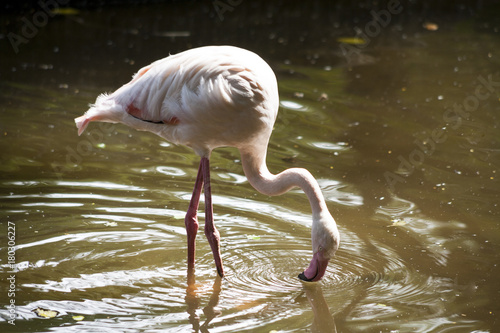 Flamingo   Flamingo Lake