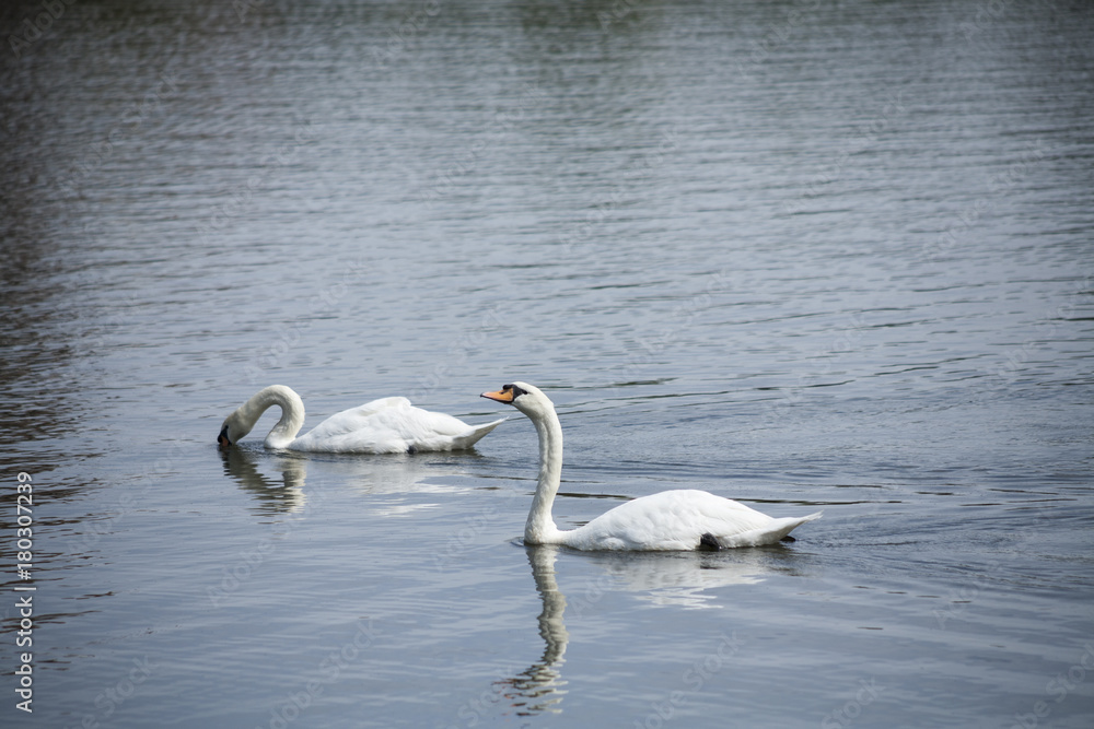 Obraz premium White swans / white swan lake