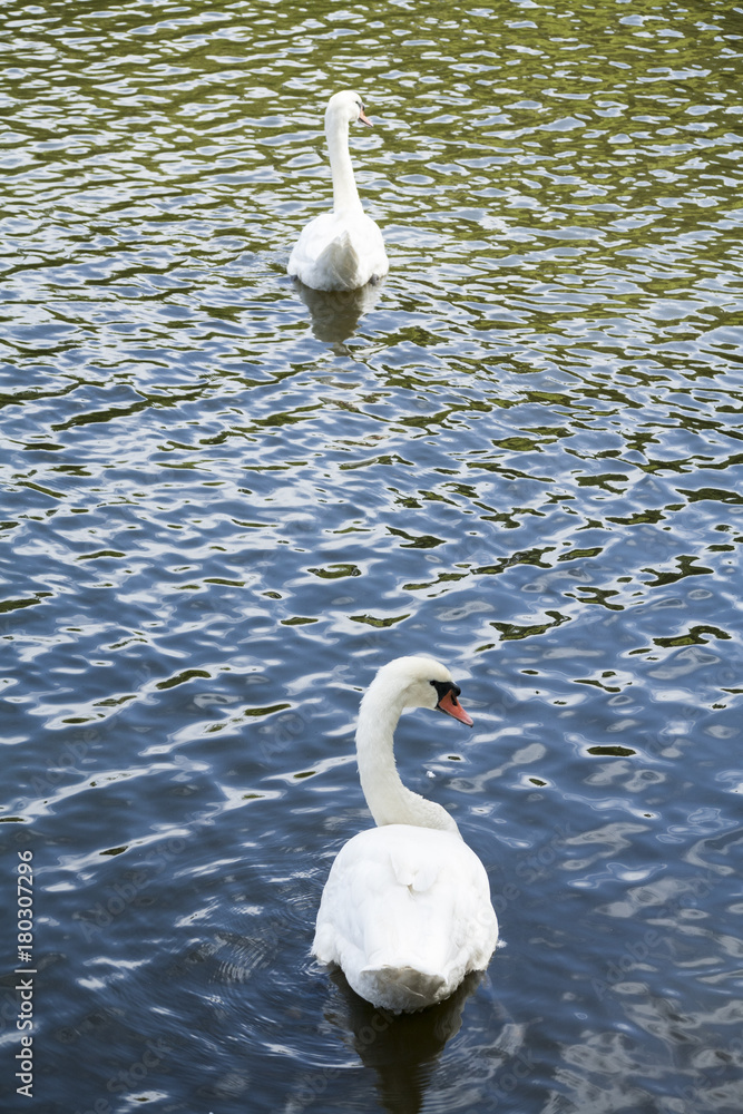 Fototapeta premium White swans / white swan lake