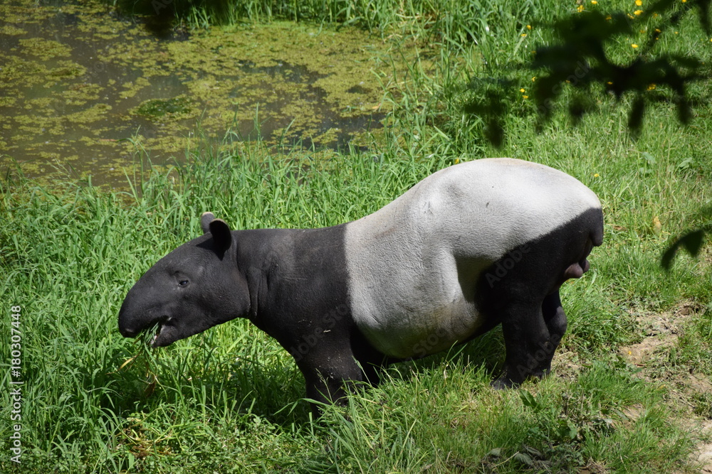 Fototapeta premium tapir
