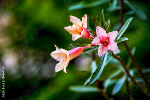 Close up pink adenium flowers with green leaves on the blur background